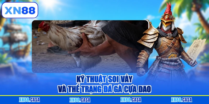 Kỹ thuật soi vảy và thể trạng đá gà cựa dao XN88